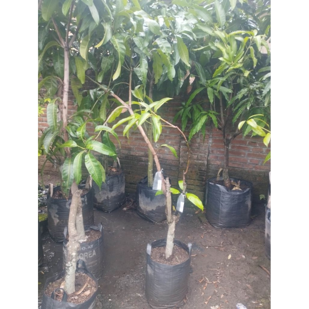 Bibit Indukan Mangga Kombinasi ( MAHATIR + COKANAN ) PACKING KAYU