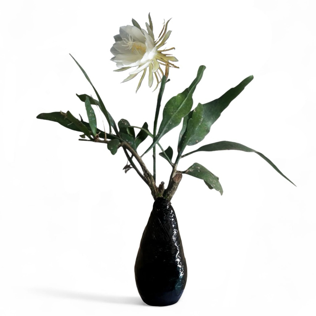 Tanaman Hias Wijaya Kusuma Bunga Putih Besar/tanaman hidup wijaya kusuma