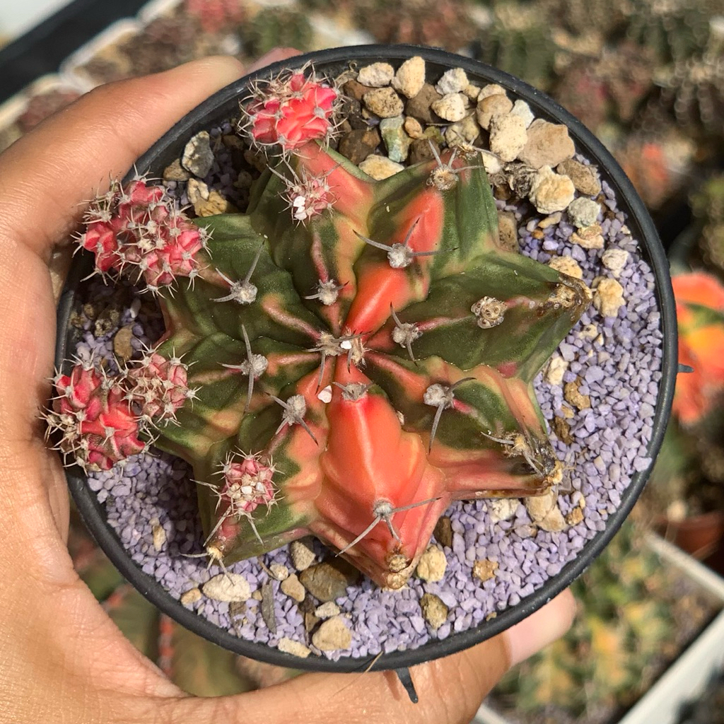 Gymnocalycium mihanovichii hybrid gymno id var hybrid jumbo varigata kaktus gymno miha var tanaman h