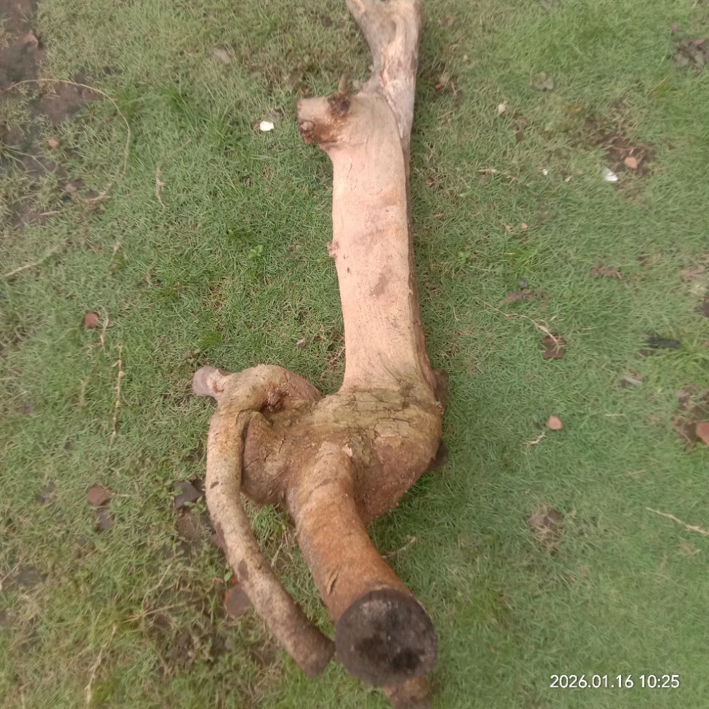 kayu walikukun/kayu laduni