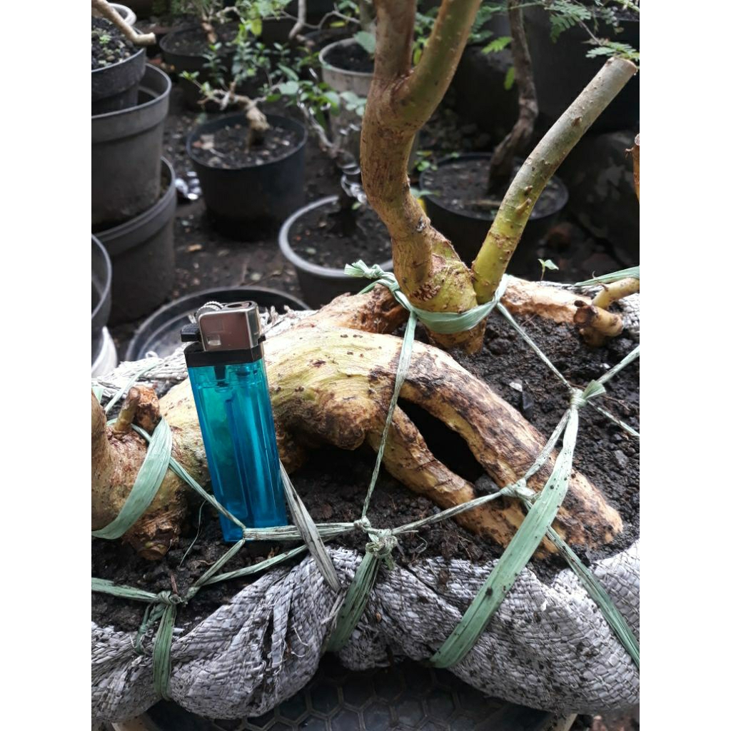 Bonsai Bahan Serut Raff Dongkelan