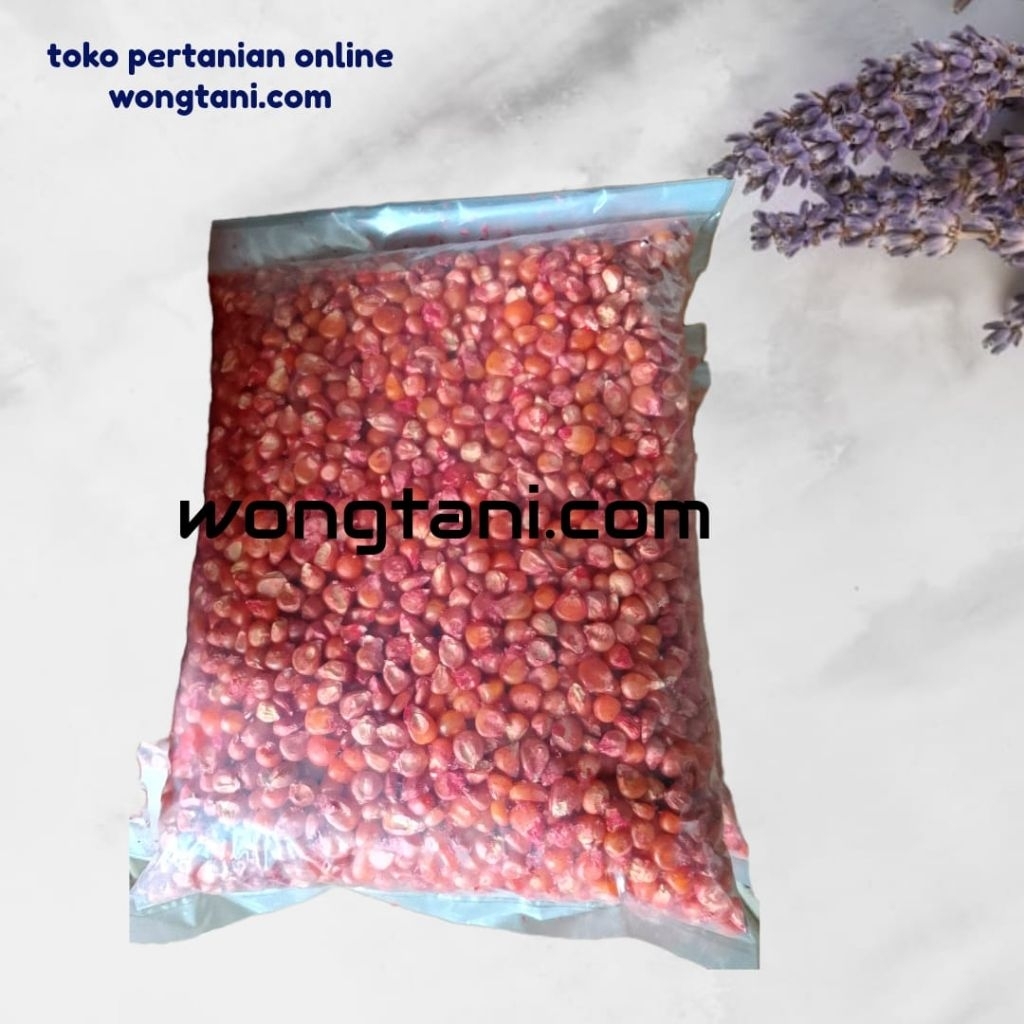 benih jagung siap tanam 1kg jagung langsung tanam jagung polosan bibit bermutu perkasa bisi18 jago a