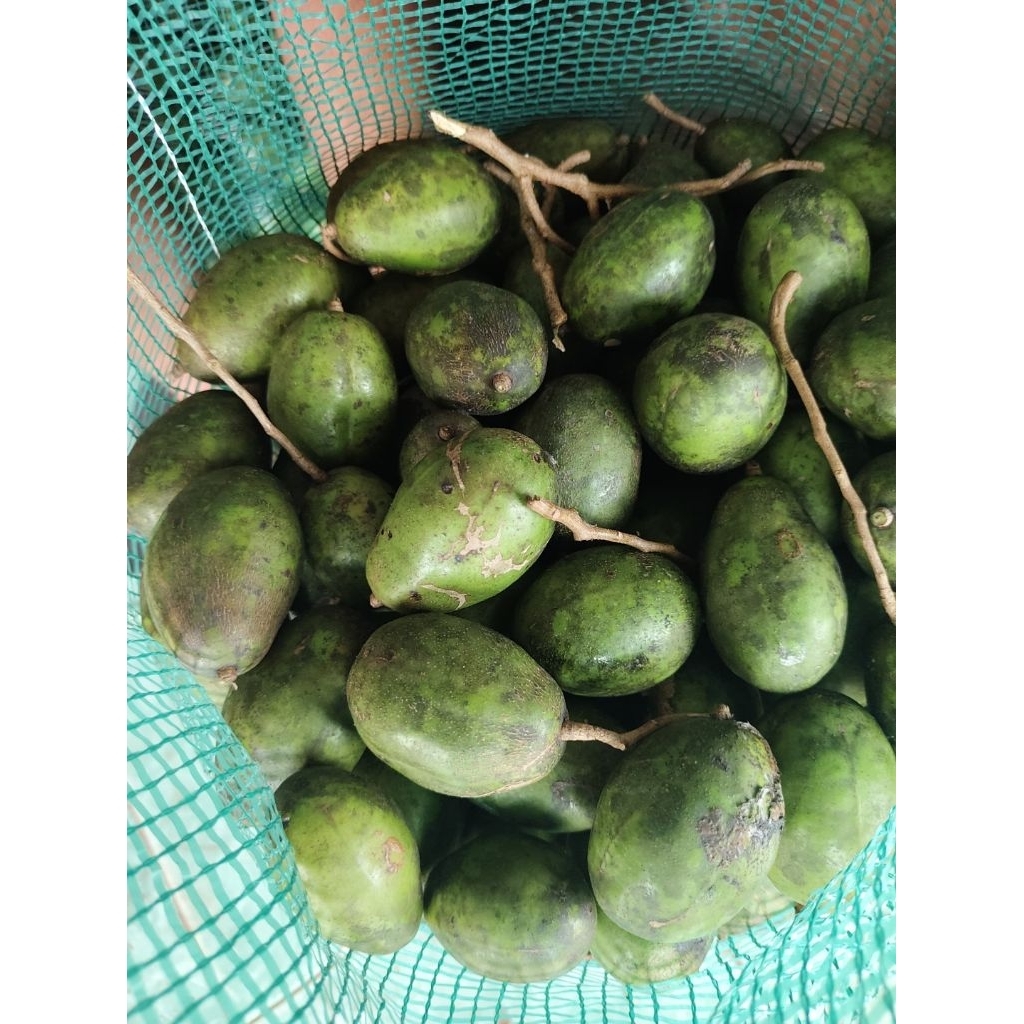 Dondong kedondong Dondong ijo Buah Dondong buah kedondong 1kg
