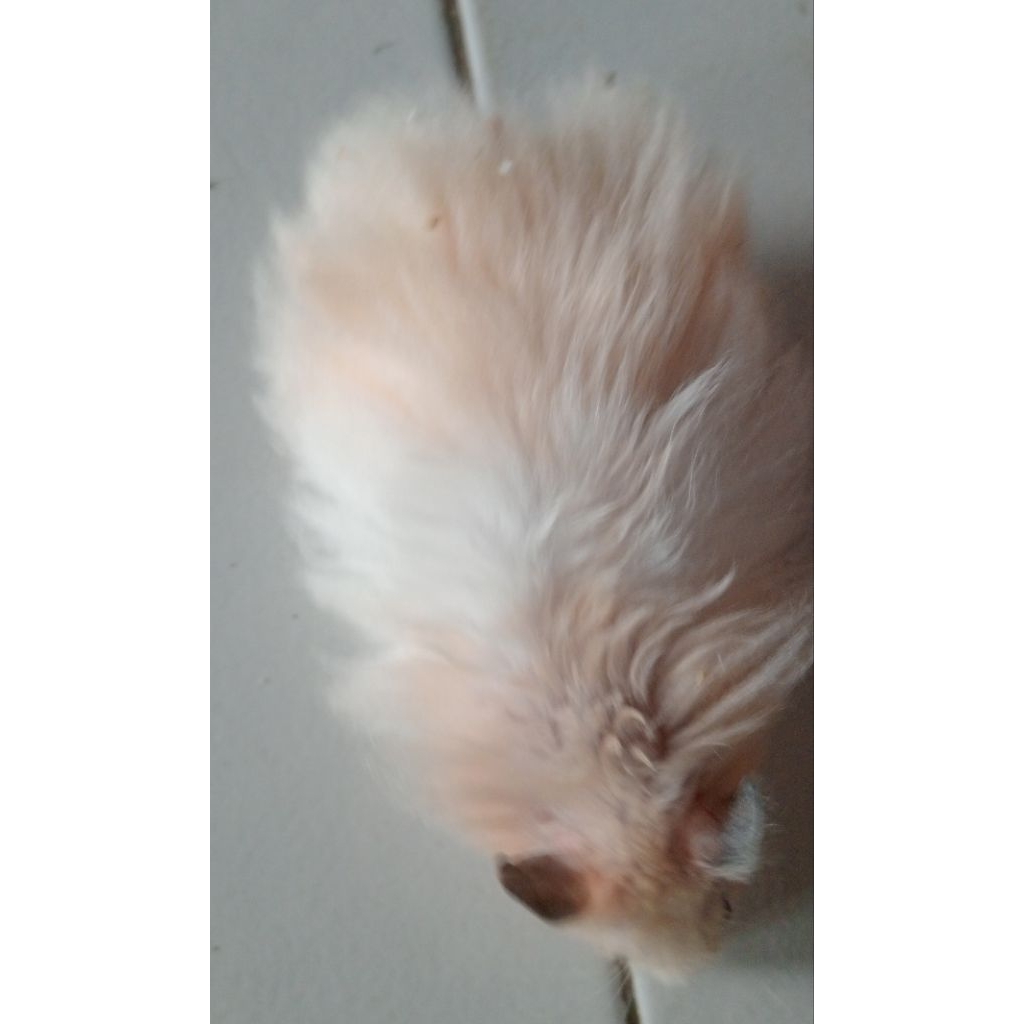 Indukan hamster syirian