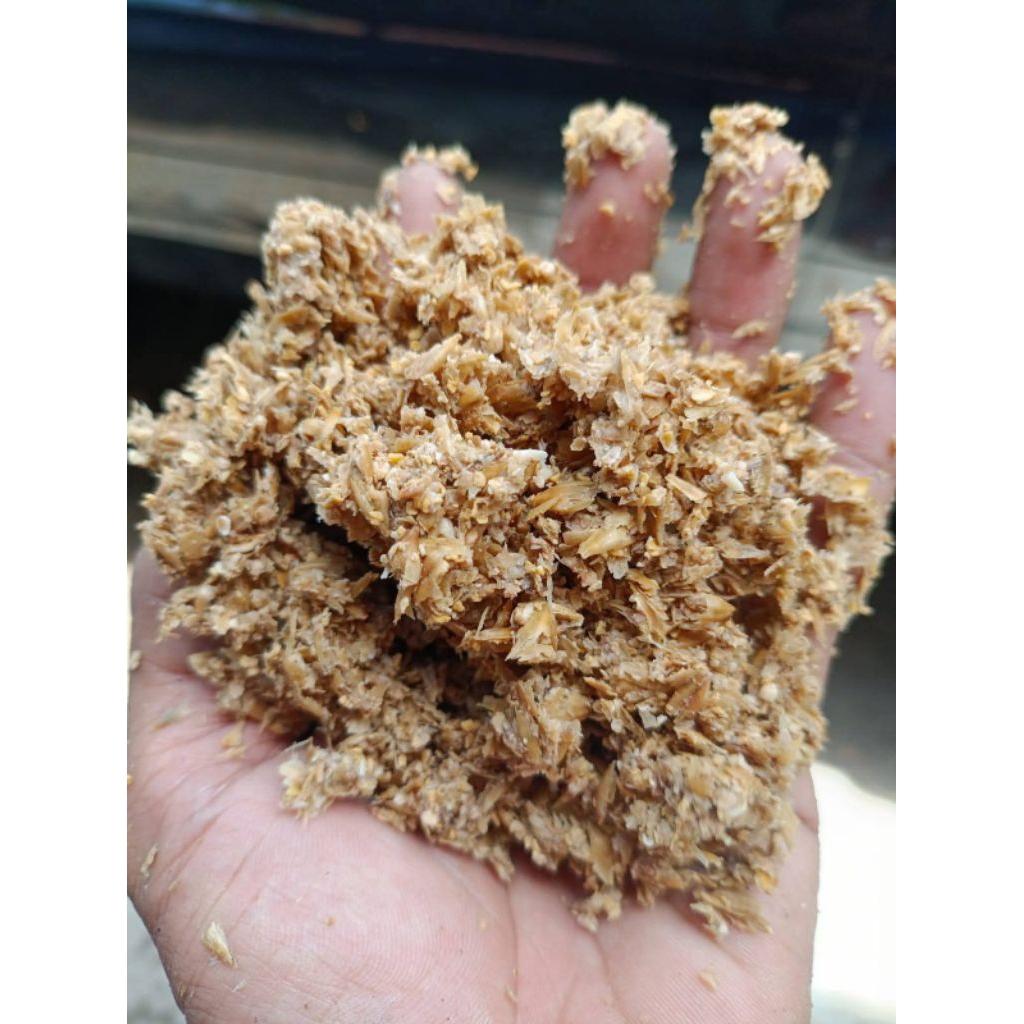 ampas gandum untuk pakan ternak