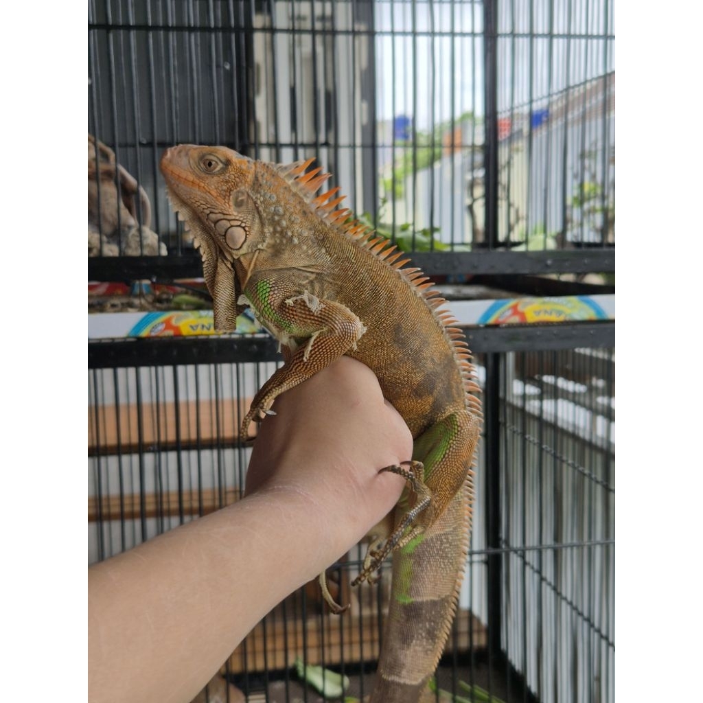 RED IGUANA POSS HET ALBINO CONTEST QUALITY