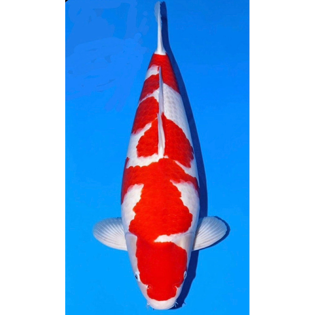 PROMO MURAH Koi kohaku super cantik size 20-25cm Blitar Grade A