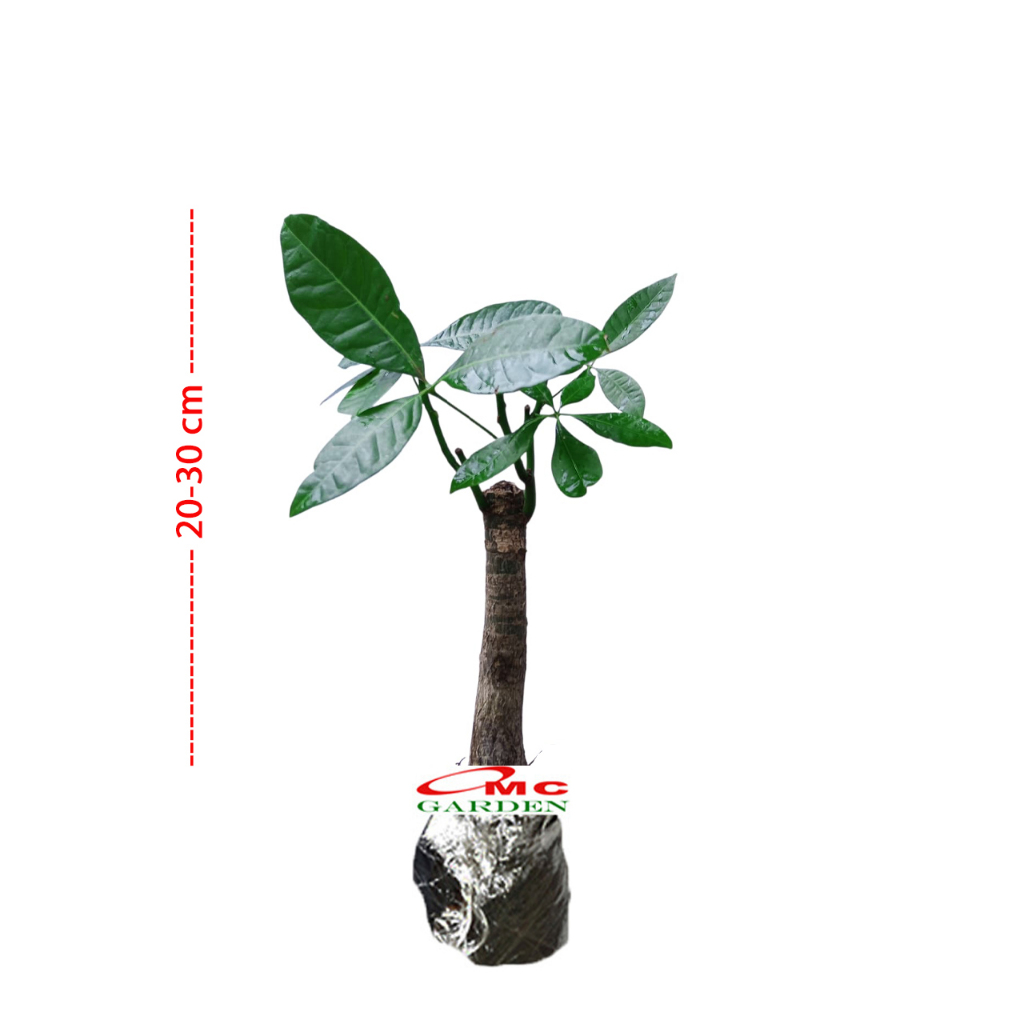 Bibit Bahan Bonsai Tanaman hoki pachira /pohon duit / pohon uang