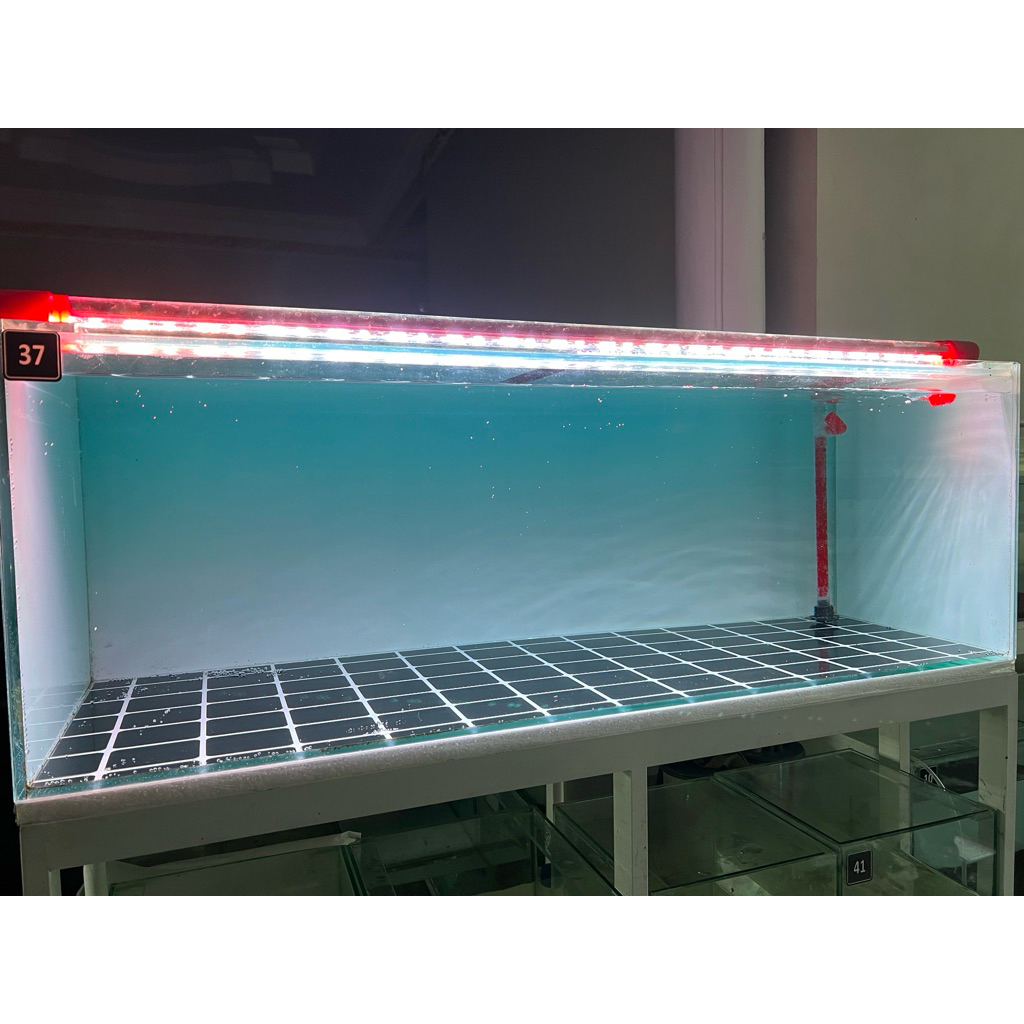 stiker asiatica platinum 8-10 clean glowing