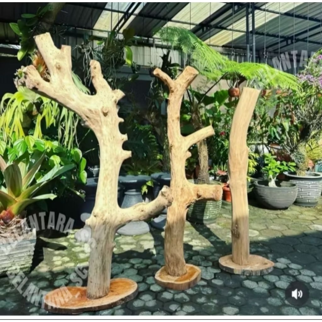 batang pohon kayu kopi untuk media tanam anggrek tinggi 150cm+alas bawah kayu bulat