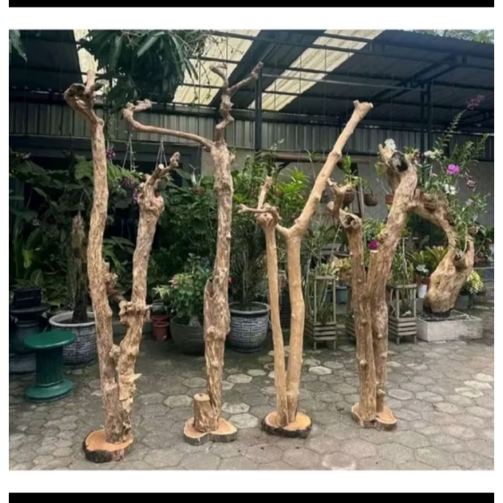 batang pohon kayu kopi untuk media tanam anggrek/tinggi 170cm+alas bawah tatakan kayu bulat