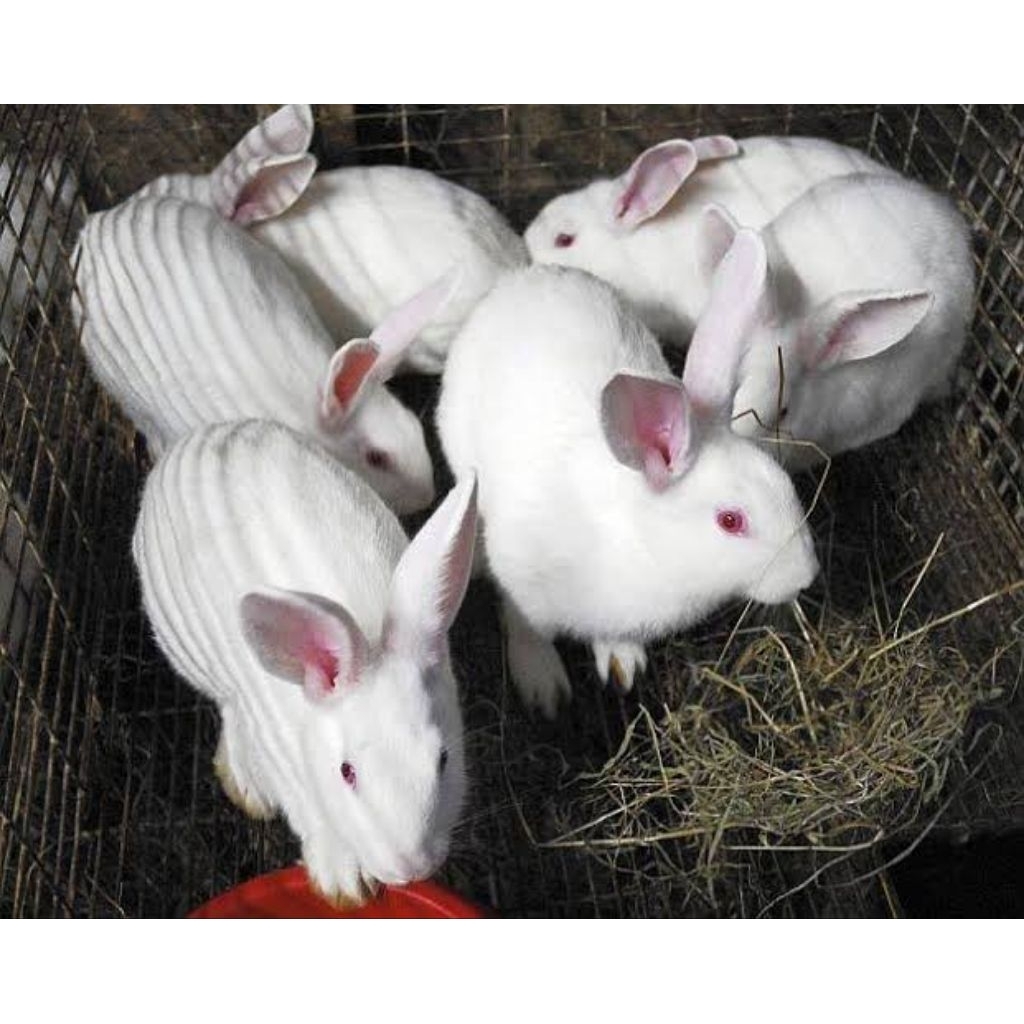 Kelinci NZ New Zealand Siapan kelinci pedaging jumbo biasa untuk ternak dan jadi olahan daging kelin