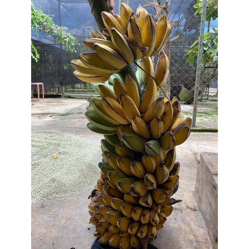 Bibit Pisang Kepok Kuning Tanjung Bibit Unggul Super Jumbo