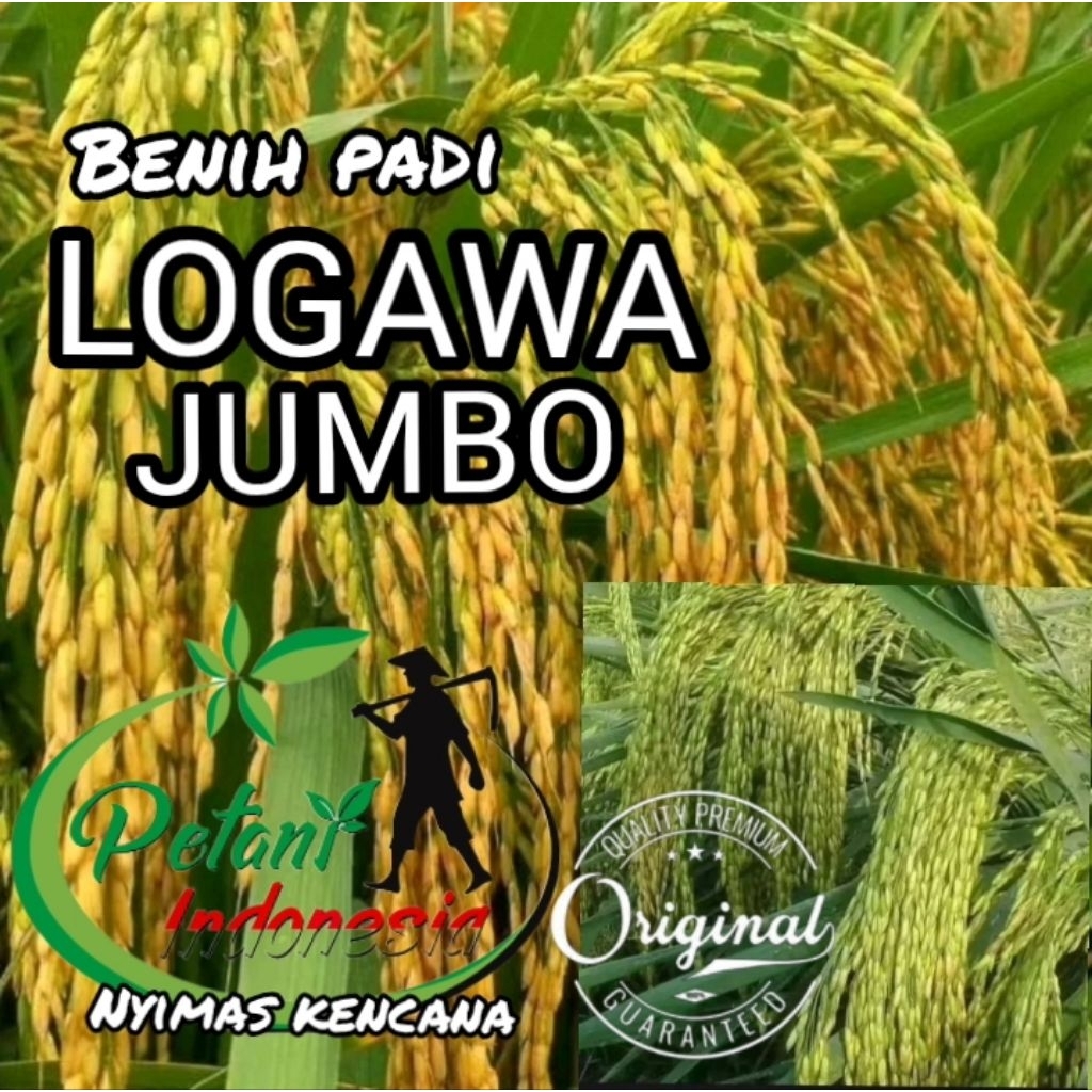BENIH PADI LOGAWA JUMBO SUPER UNGGUL BERKUALITAS KEMASAN 5KG