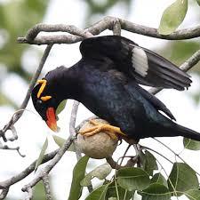 TOP BEO 300 GRAM VOER PAKAN MAKANAN BURUNG BEO JALAK LENGKAP PISANG & JANGKRIK ASLI PROTEIN TINGGI