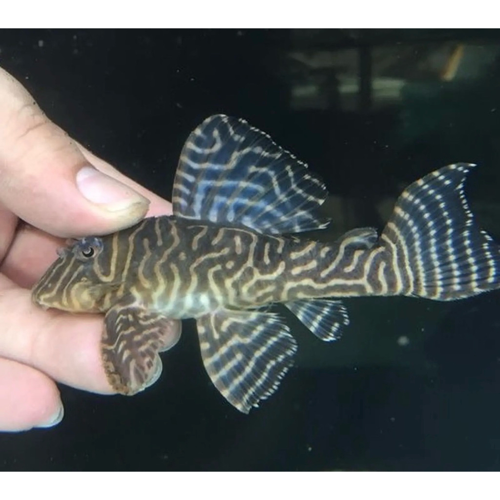 Hiasan Aquarium Ikan Pleco L333