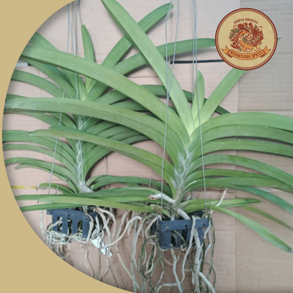 Paket 3 Warna Anggrek Vanda Siap Berbunga Dewasa