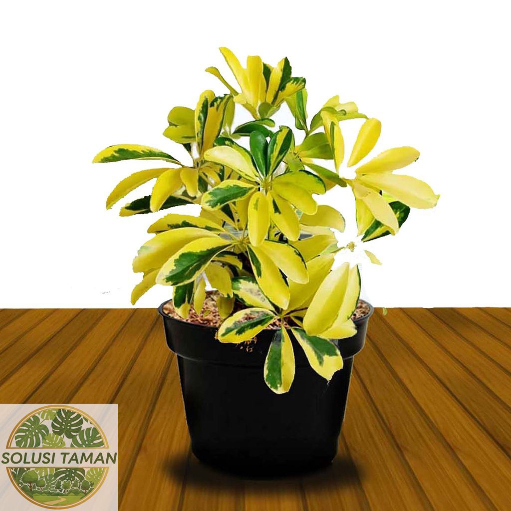 Tanaman Walisongo Varigata Rimbun // Tanaman Hidup Cantik Hiasan Ruangan