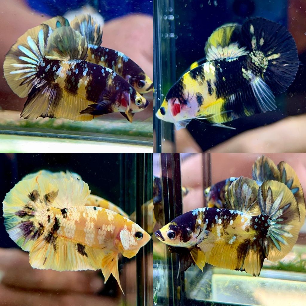 cupang plakat yellow koi cooper YKC bahanan garansi sehat