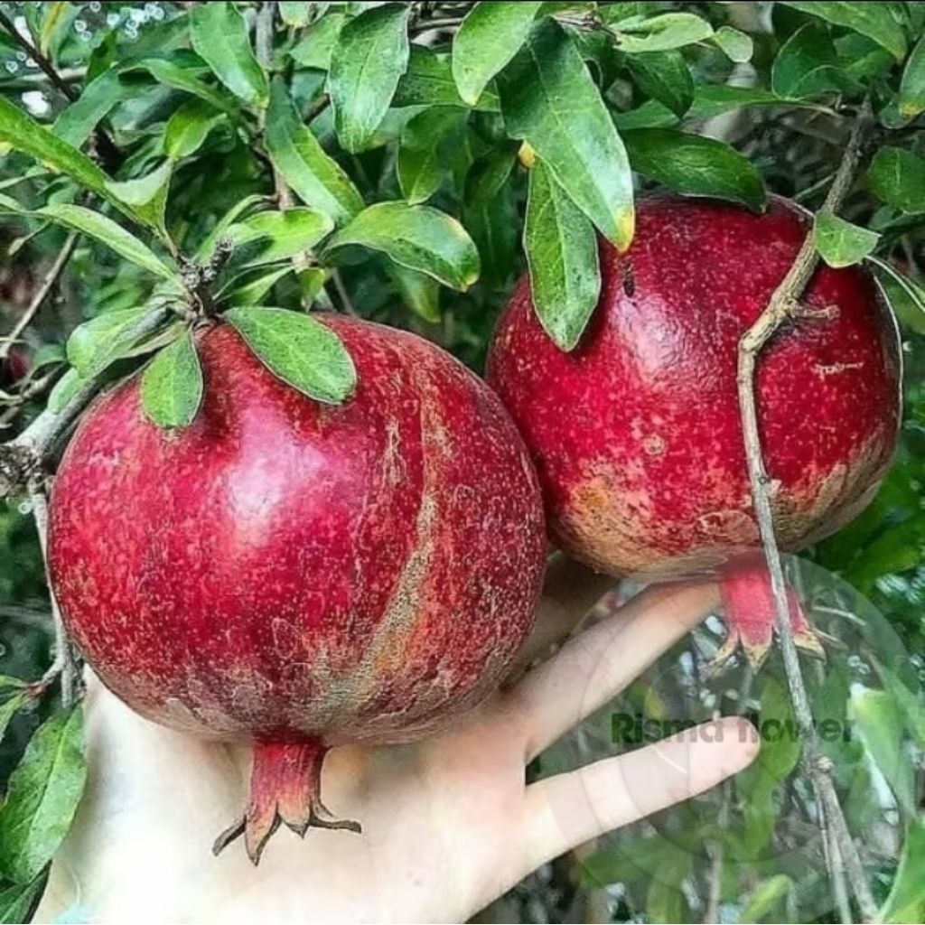 POHON BUAH DELIMA MERAH SUPER JUMBO / TANAMAN BUAH DELIMA MERAH JUMBO