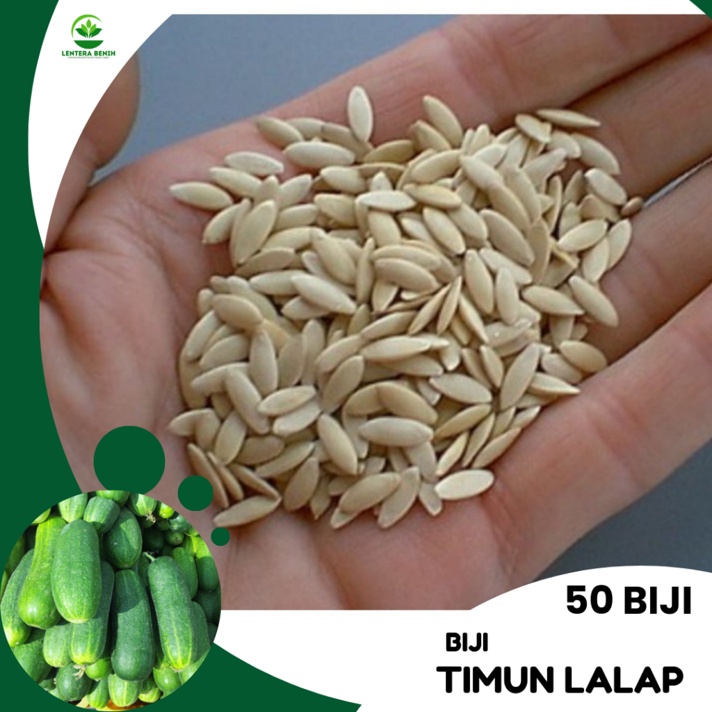 50 BIJI TIMUN LALAP UNGGUL