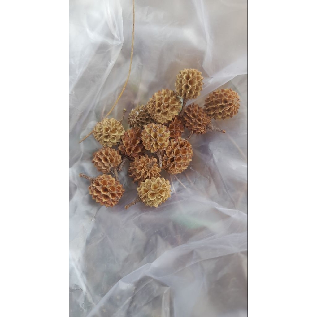 Biji Cemara Laut Kering