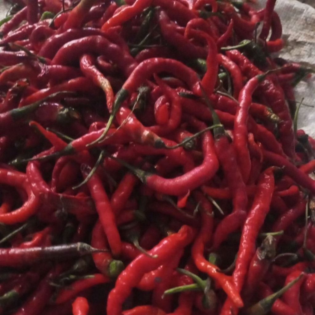 bibit cabe merah keriting