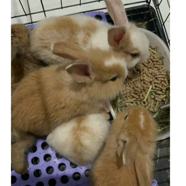 [KIRIM INSTANT PRIORITAS] Kelinci Lokalan Mix Anggora Usia 2bulan kelinci hidup lincah