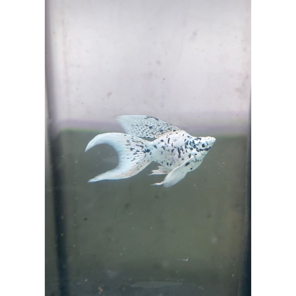 MOLLY BALON MARBEL LYRETAIL HIASAN AQUARIUM