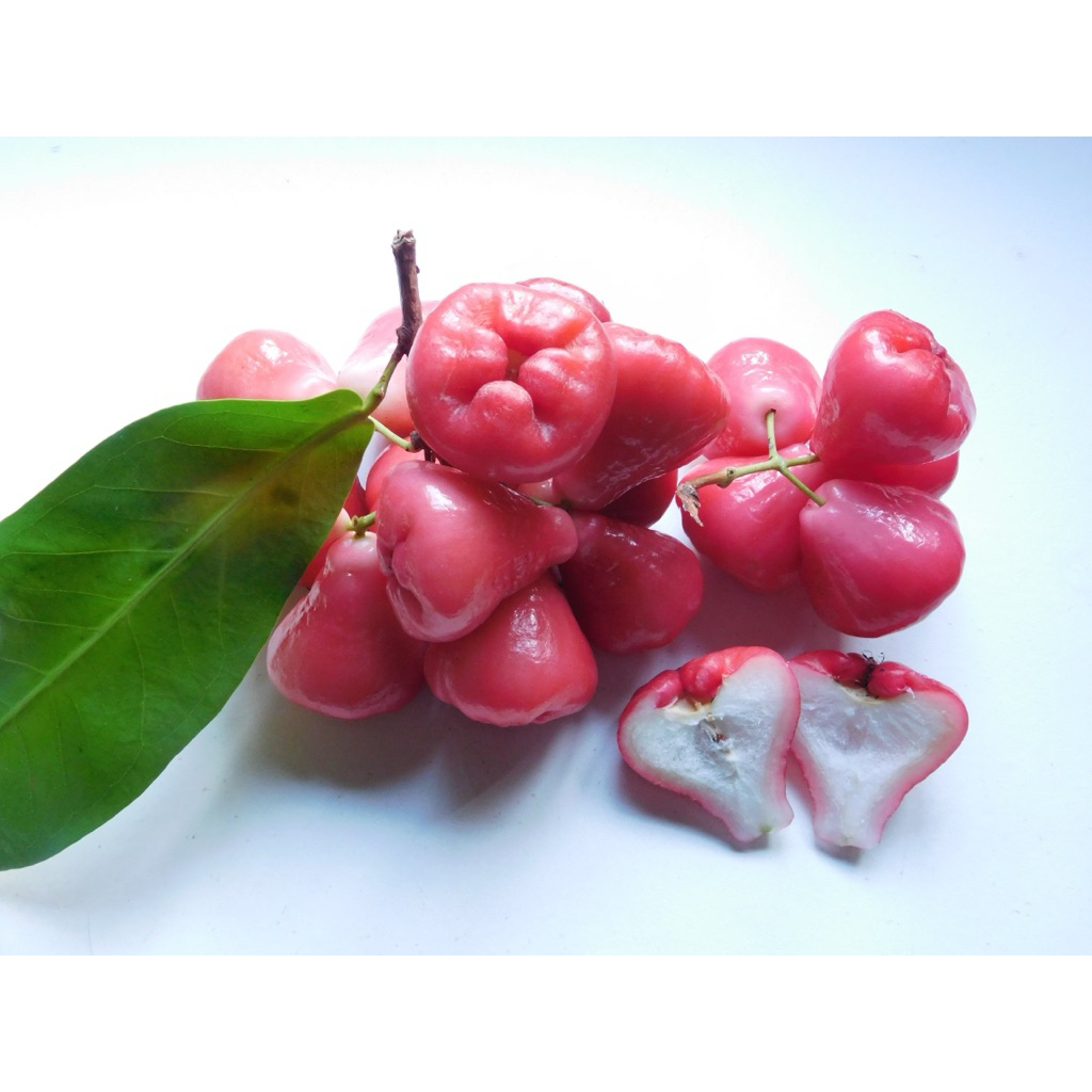 Jambu air merah rujak / jambu air / jambu rujak