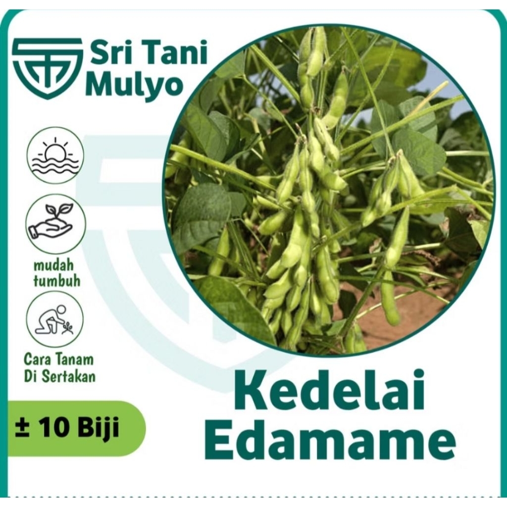 10 Biji -Benih Kacang Kedelai EDAMAME Lokal - Bibit Kedelai Benih Sayuran