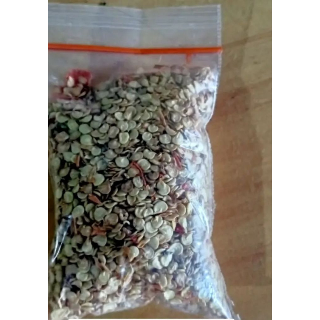 benih cabe rawit lokal