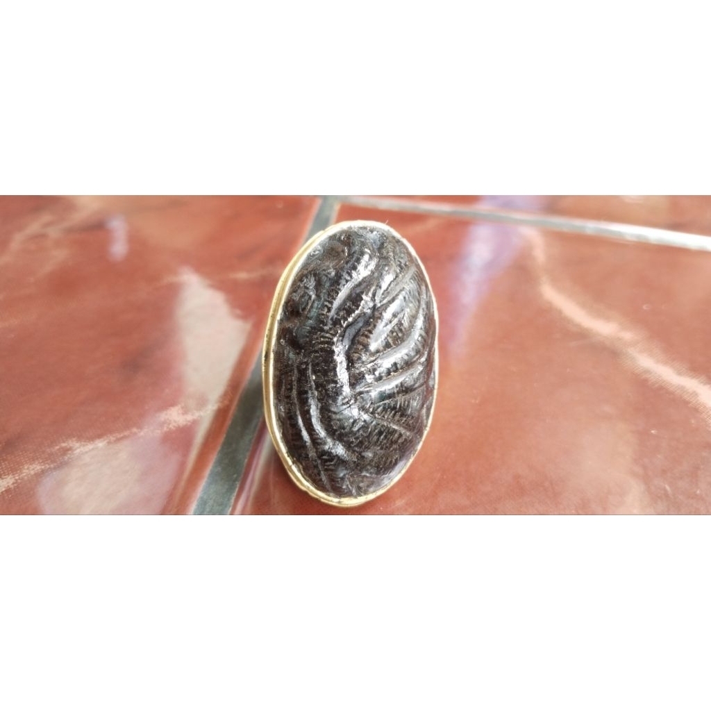 fosil cincin kelor asli alam hasil jiarah