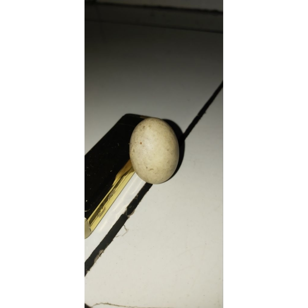 fosil telur ayam jantan hutan