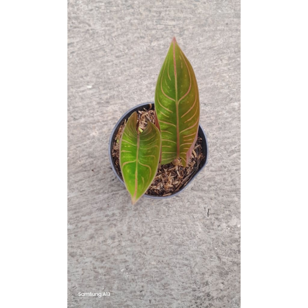 Aglonema Kresna Black Rumpun 2 (5)