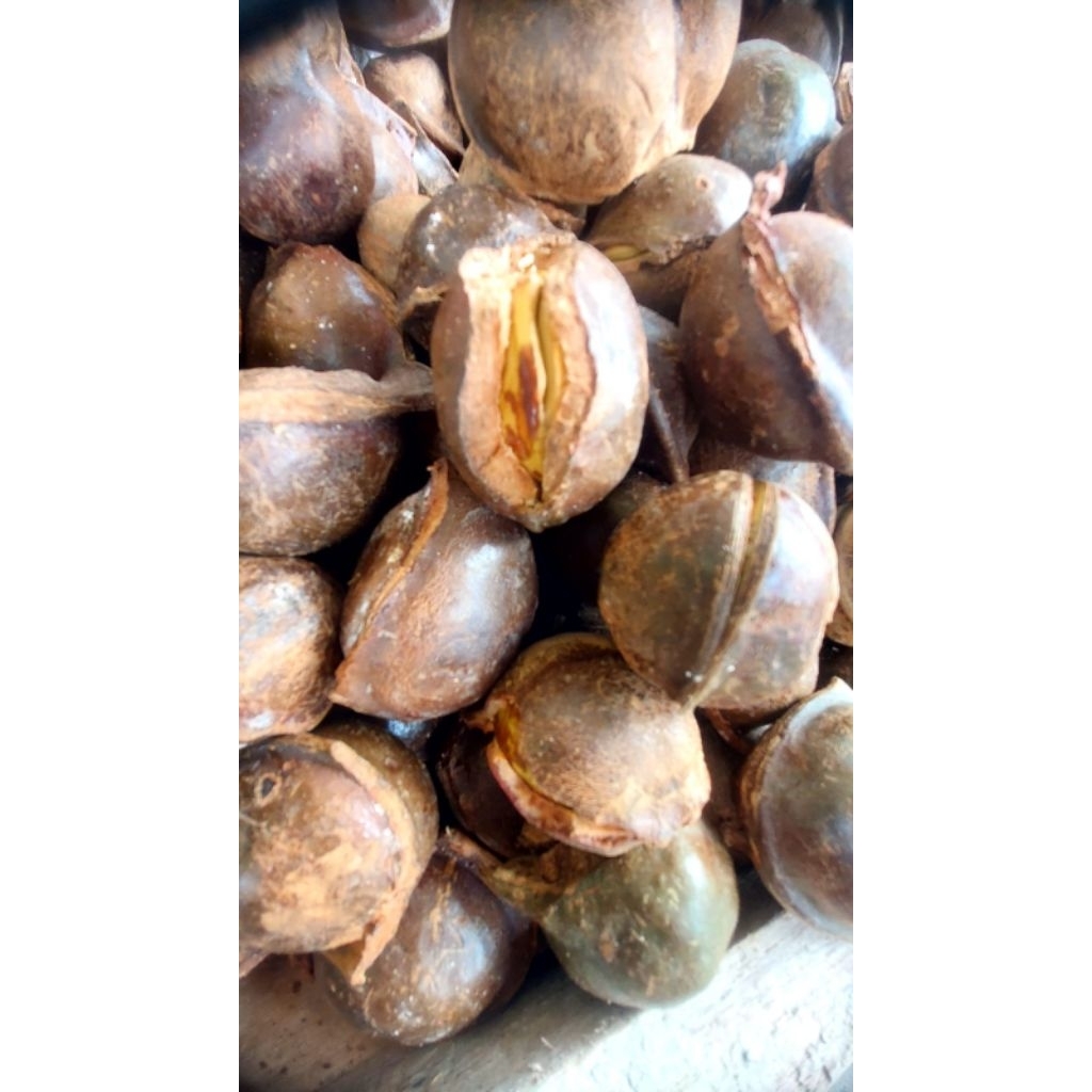 Jengkol Tua Mentah 1kg - Segar, Pulen, Langsung dari Pohon