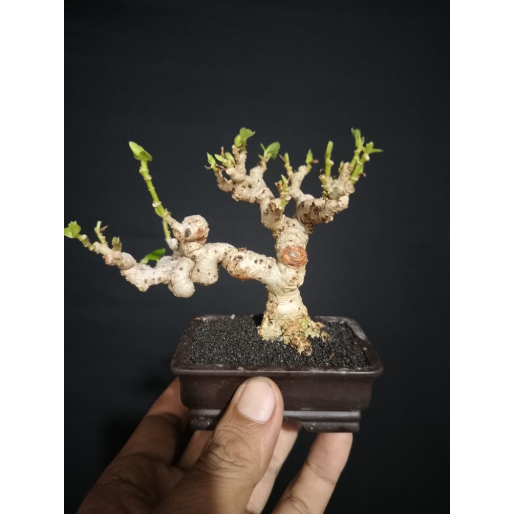 bonsai waru mini