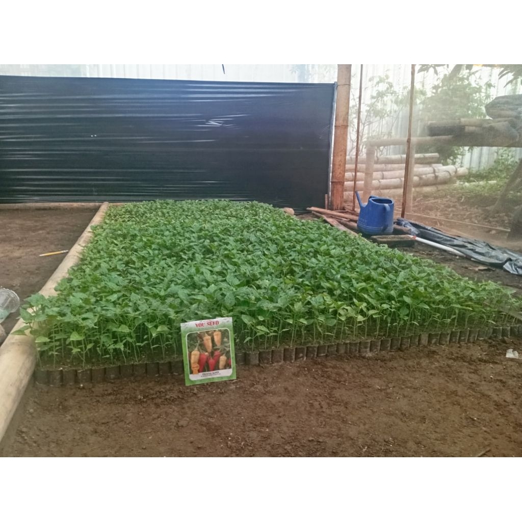 Termurah,Bibit cabai prentul you seed siyap tanam