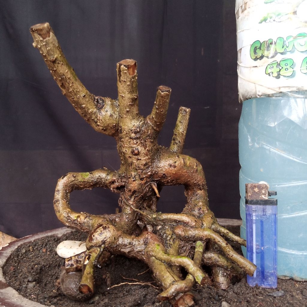 Bahan Bonsai Hokianti Import Bunga Formal Bogel Small Size Real Pict