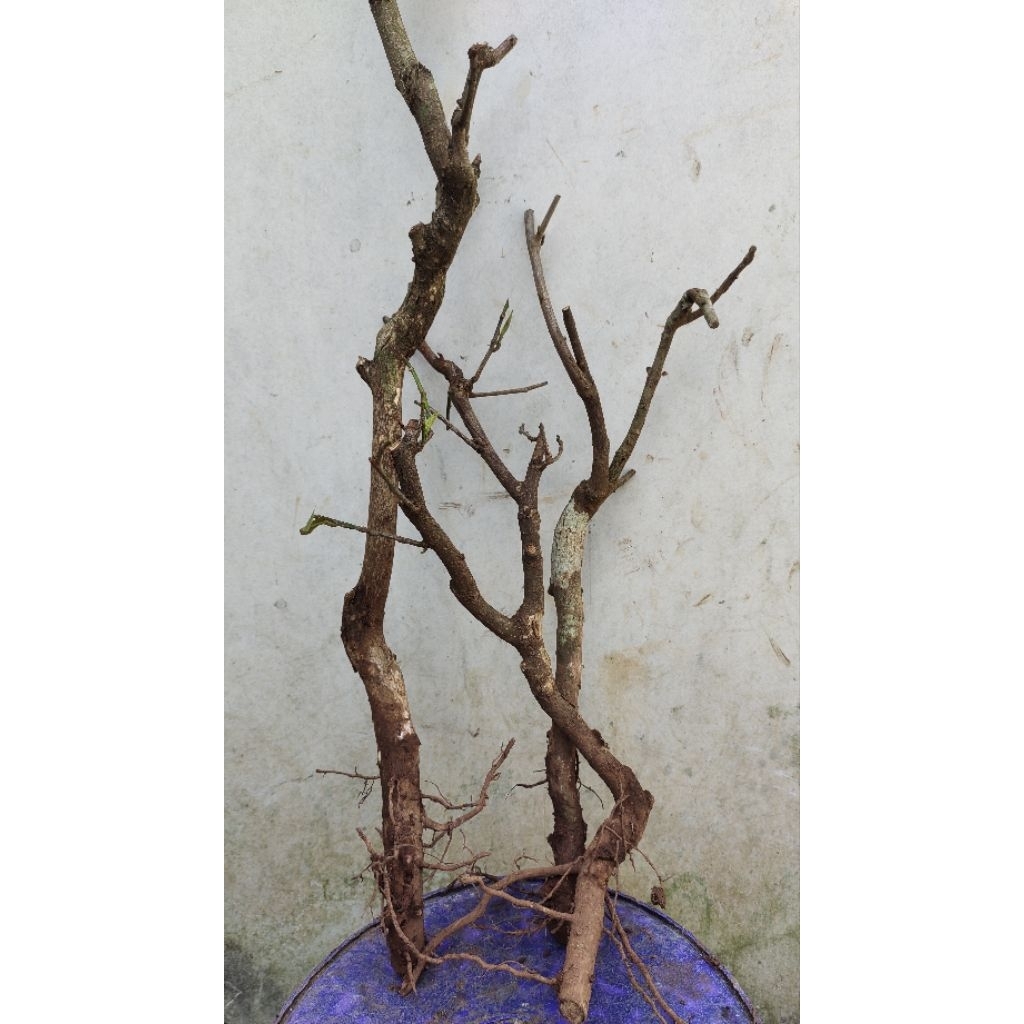 paket 3 bahan bonsai wuni realpic sesuai gambar