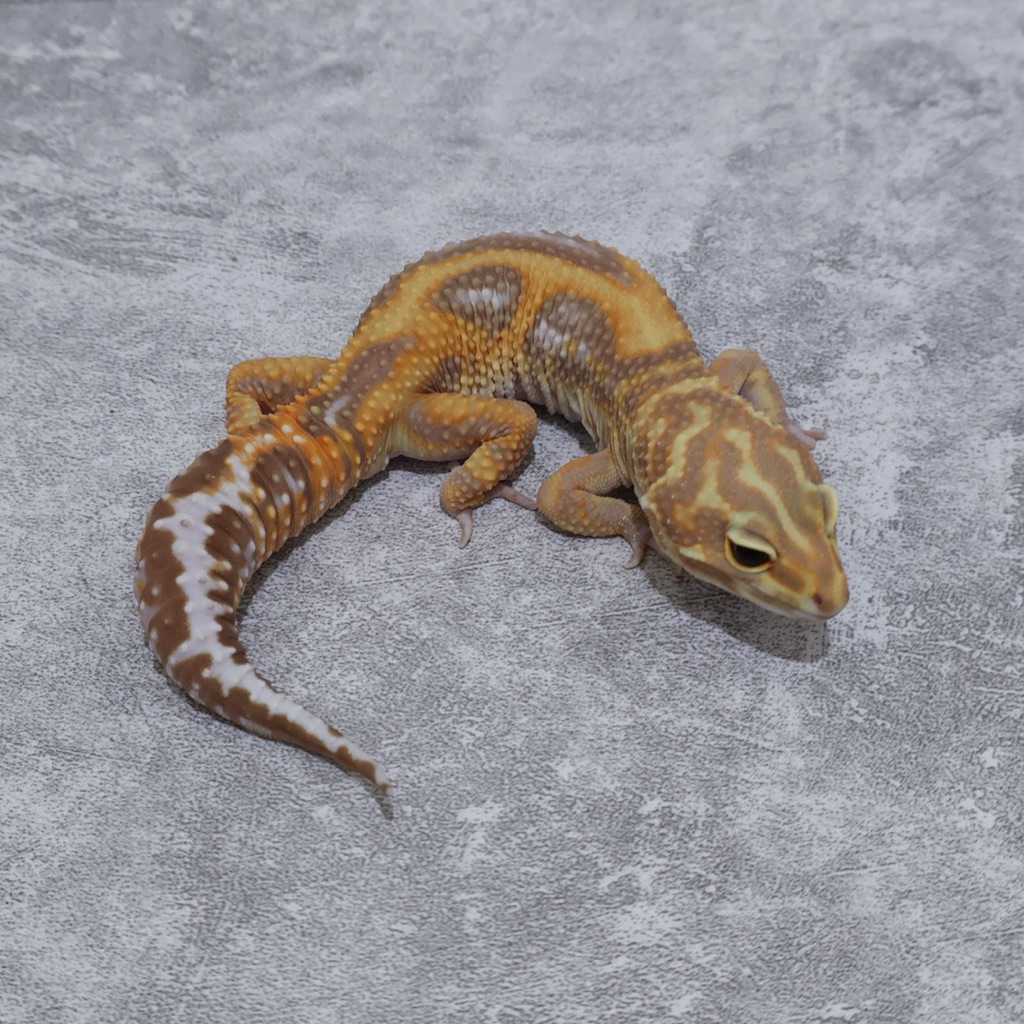 Figur Gecko Tremper Jungle Tangerine Male