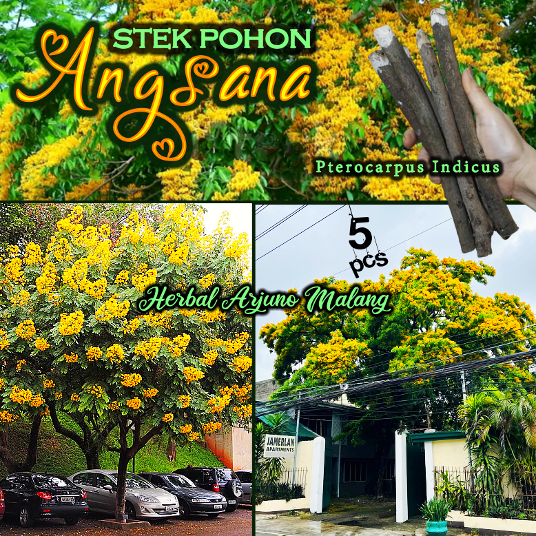 Angsana Stek Batang Tanaman Pohon Sono Kembang Babaksana Burma Rosewood Philippine Mahogany Malay Pa