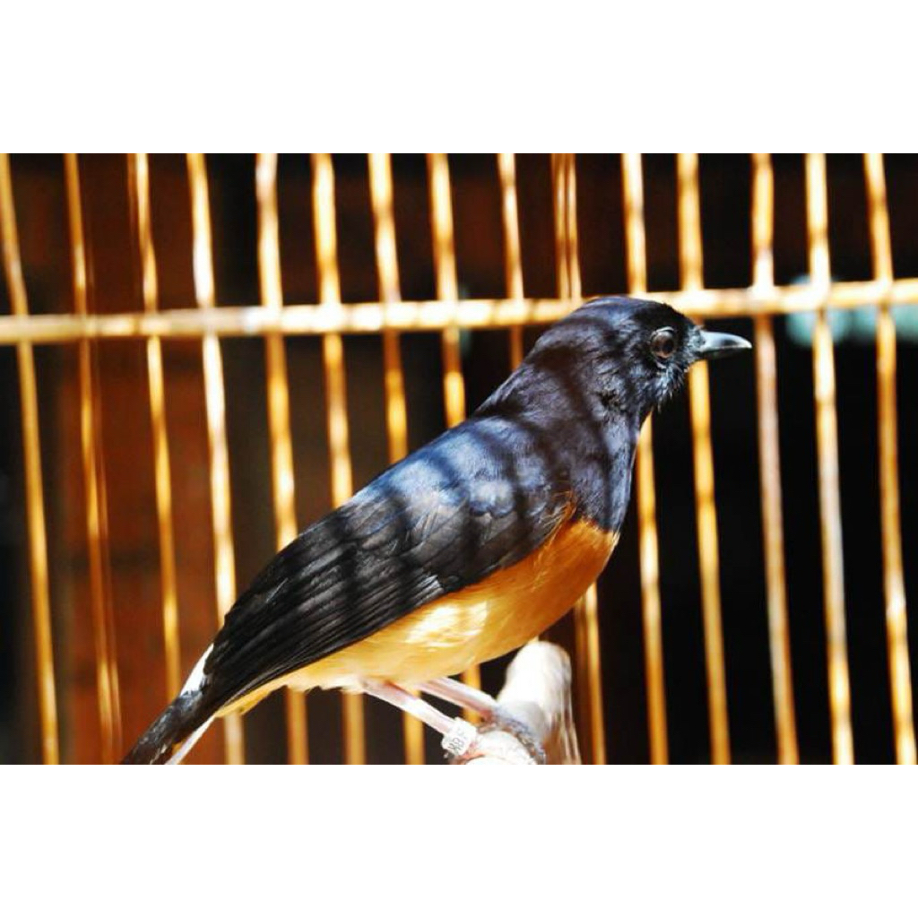 murai batu medan betina siap ternak