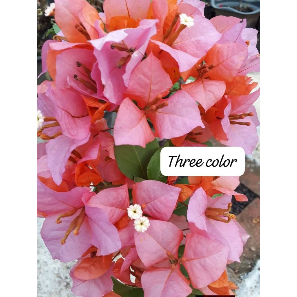 stek batang bougenville import Treecolor