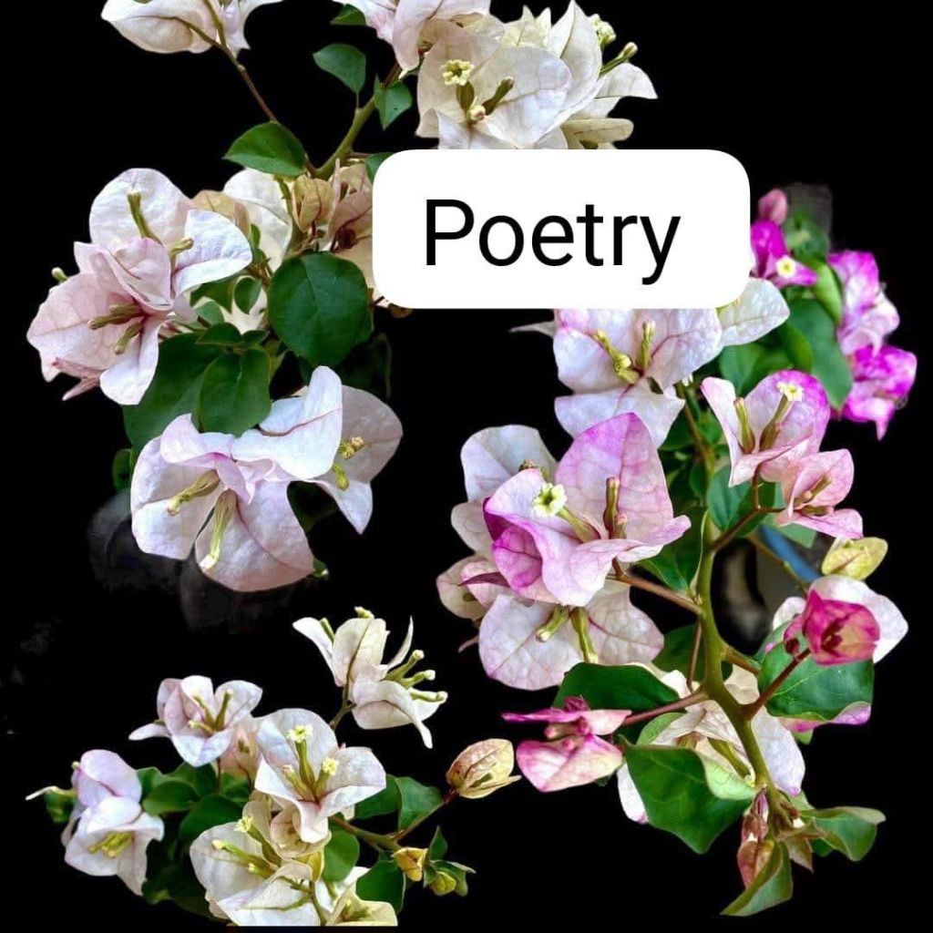 stek batang bougenville import Poetry