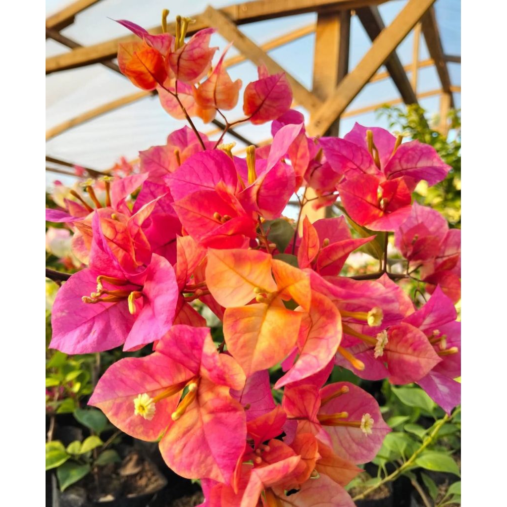 Stek Batang bougenville Import Murayama