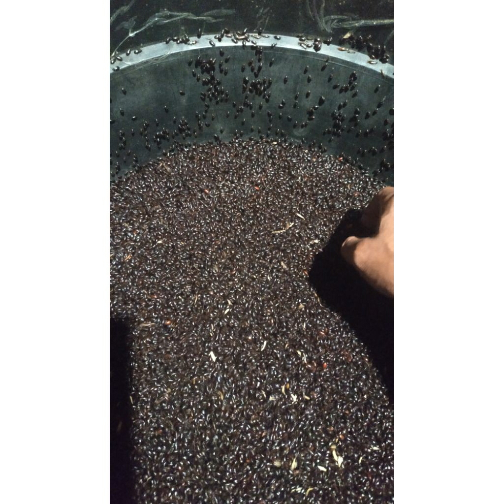 kepik/kumbang ulat kandang 2 ons