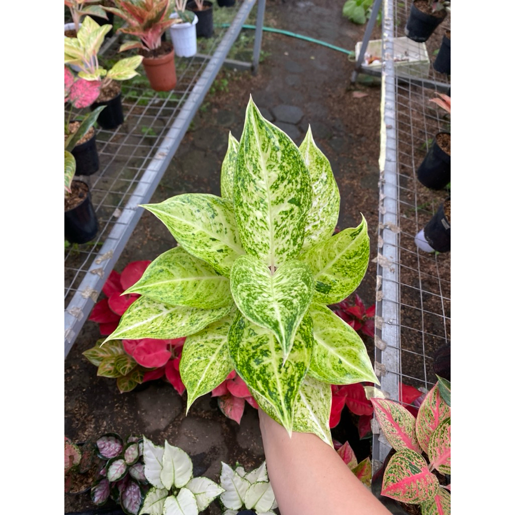 AGLAONEMA MAHASETY WHITE