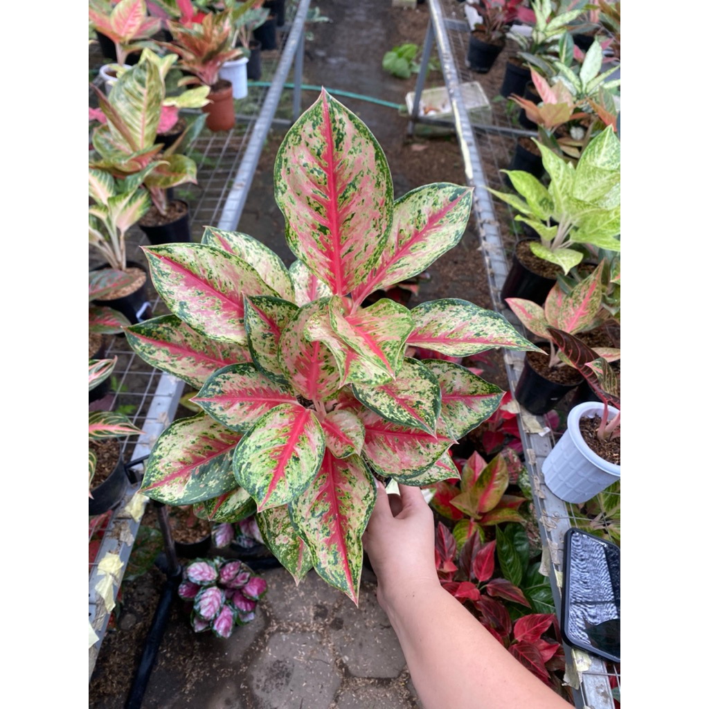AGLAONEMA SWEET DREAM RUMPUN 3