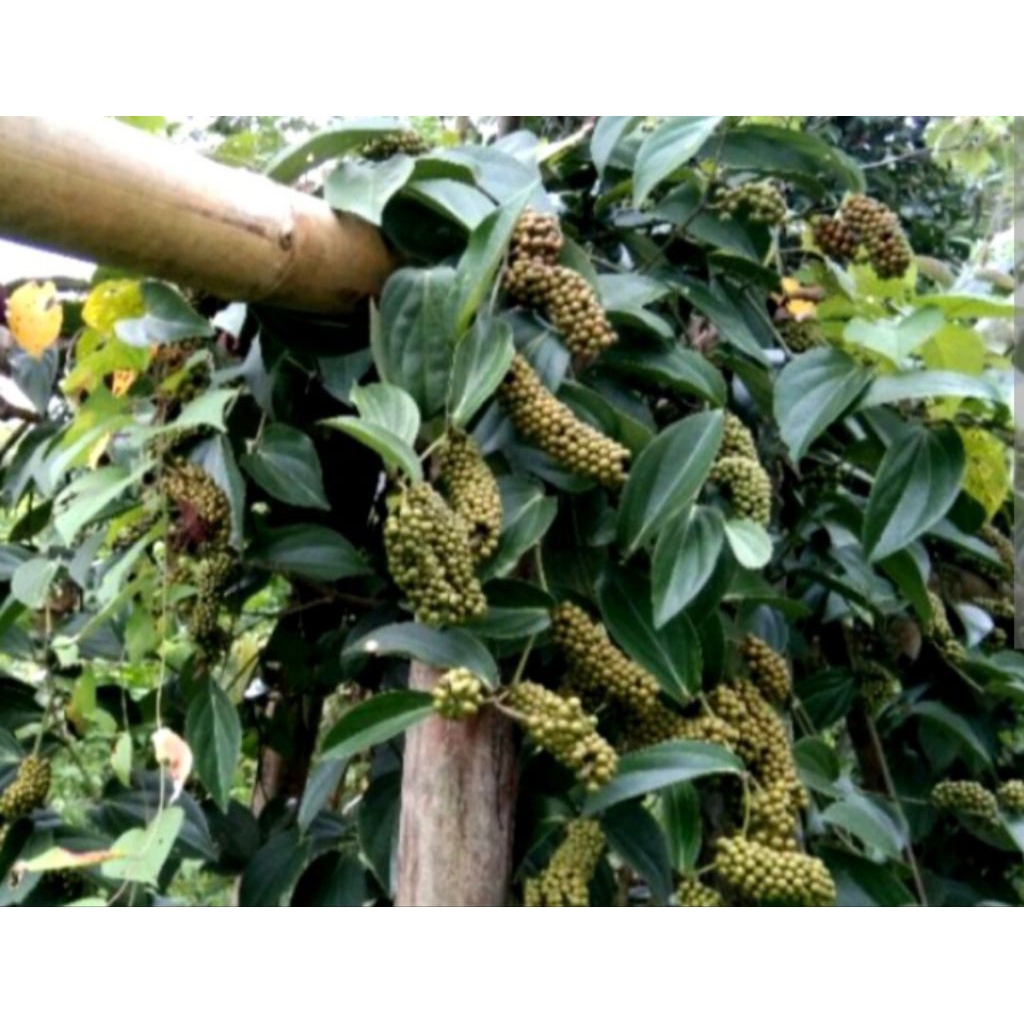 BIBIT KEMUKUS STEK BATANG BIBIT RINU SUPER